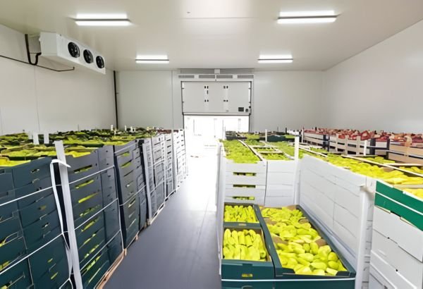 Ripening Chamber Cold Storage